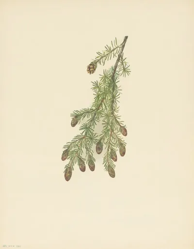 Western Hemlock Tsuga Heterophylla 4