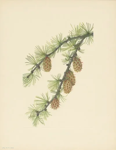Western Larch Larix Occidentalis 3