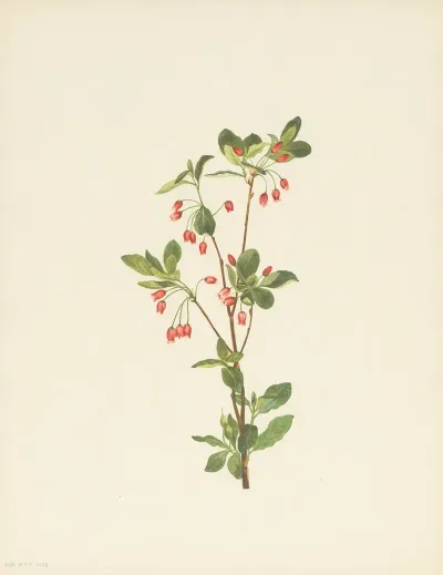 Western Menziesia Menziesia Glabella 2