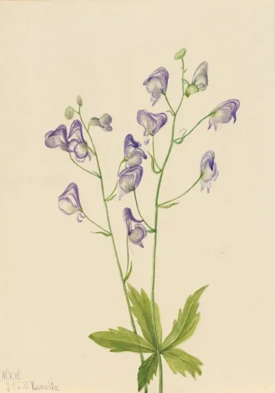 Western Monkshood Aconitum Columbianum