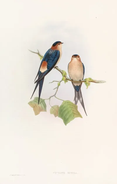 Western Mosque Swallow
