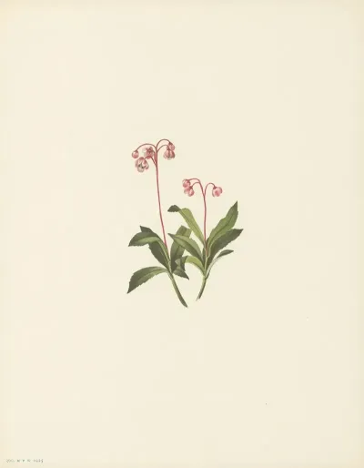 Western Pipsissewa Chimaphila Umbellata Var Occidentalis 2