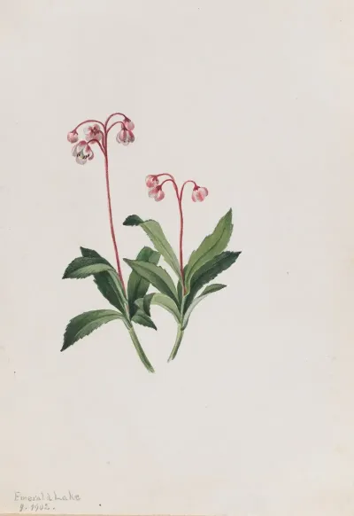 Western Pipsissewa Chimaphila Umbellata