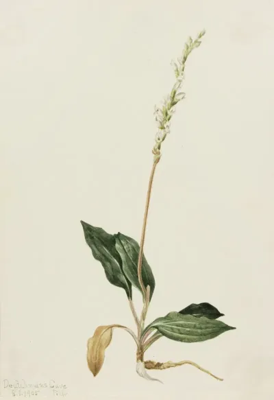 Western Rattlesnake Plantain Peranium Decipiens