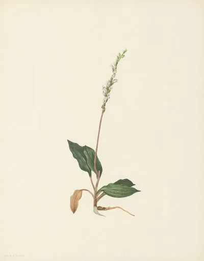 Western Rattlesnakeplantain Peramium Decipiens 2