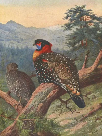 Western Tragopan