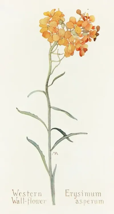 Western Wallflower