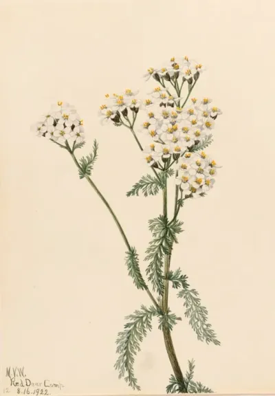 Western Yarrow Achillea Lanulosa 2