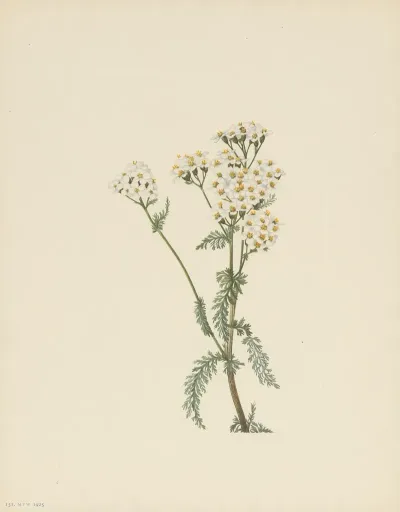 Western Yarrow Achillea Lanulosa 3