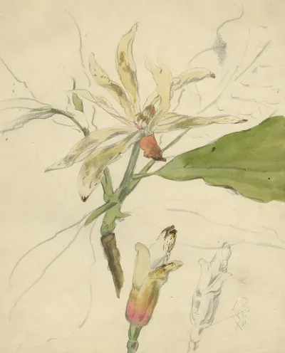 Westerse Magnolier