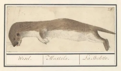 Wezel Mustela Nivalis Wesel Mustela La Belette