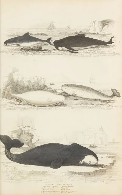 Whale Tribe