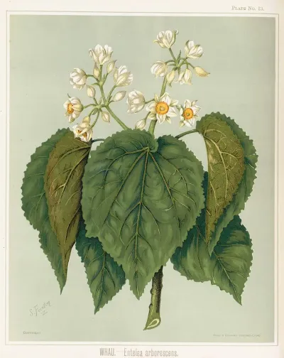 Whau Entelea Arborescens Plate 13