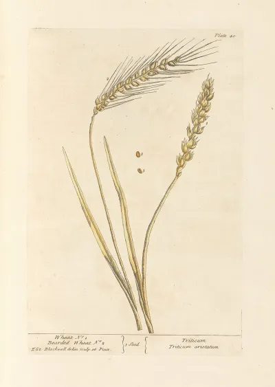 Wheat No 1 Bearded Wheat No 2