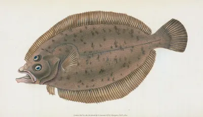 Whiff Pleuronectes Megastoma