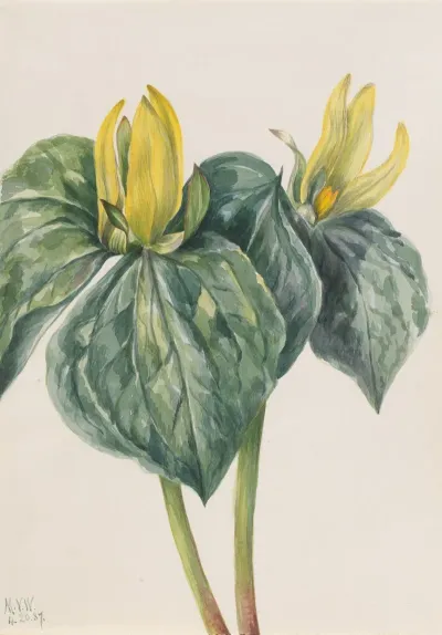 Whippoorwill Flower Trillium Hugeri