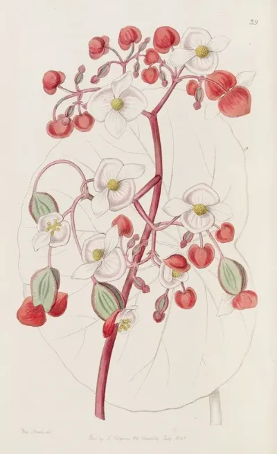 White And Scarlet Begonia