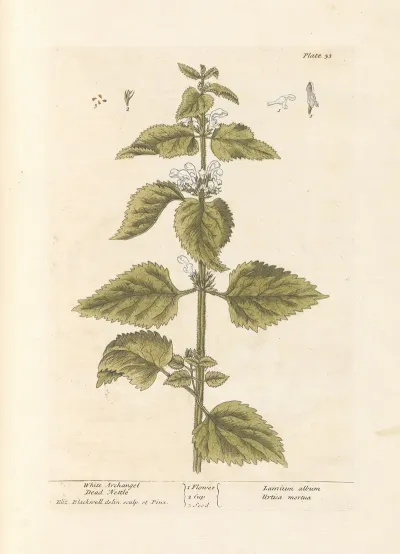 White Archangel Dead Nettle