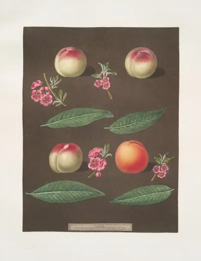 White Avant Bears Red Avant White Magdalen And The Red Magdalen Apricots
