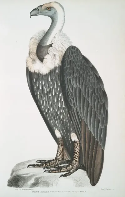 White Backed Vulture Vultur Leuconota