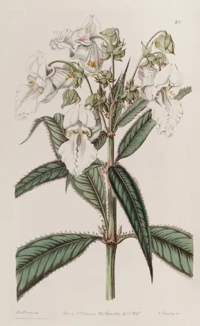 White Balsam