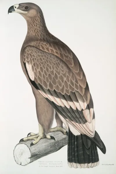White Banded Eagle Aquilla Bifasciata