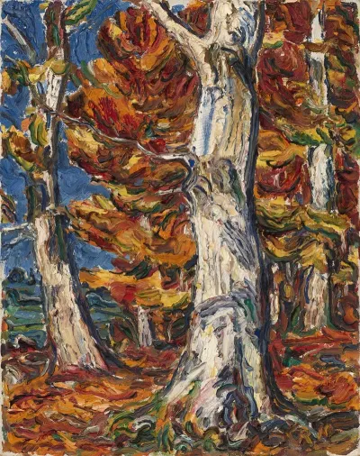 White Beeches In Fall