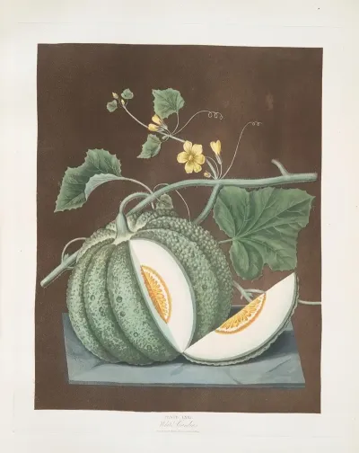 White Candia Melon