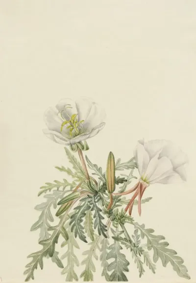 White Dawnrose Pachyloplus Marginatus 2