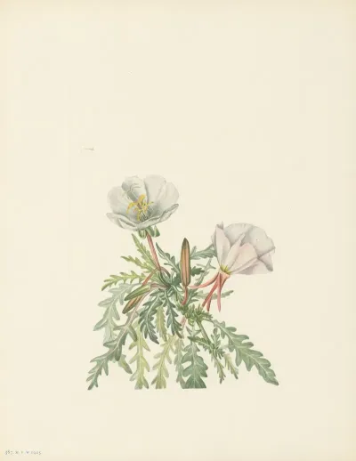 White Dawnrose Pachyloplus Marginatus 3