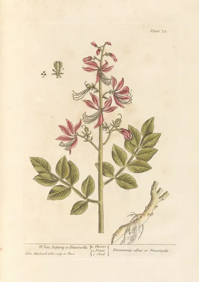 White Dittany Or Fraxinella