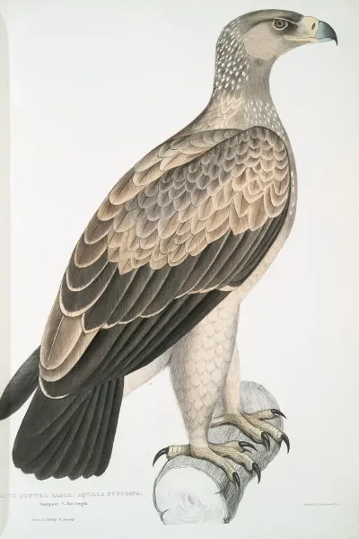 White Dotted Eagle Aquilla Punctata