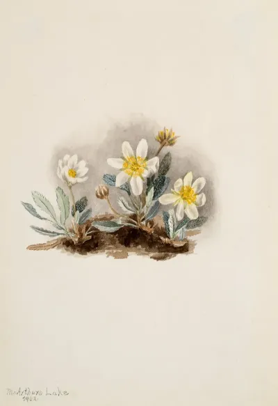 White Dryad Dryas Octopetala 2