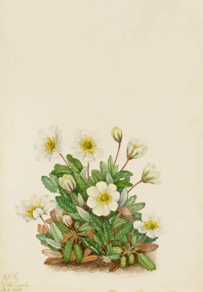 White Dryad Dryas Octopetala 3