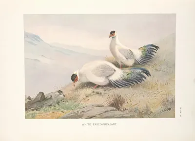 White Eared Pheasant Crossoptilon Tibetanum