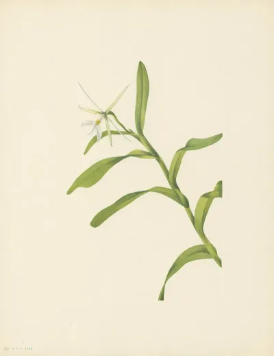 White Epidendrum Epidendrum Nocturnum 3