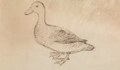 White Faced Whistling Duck