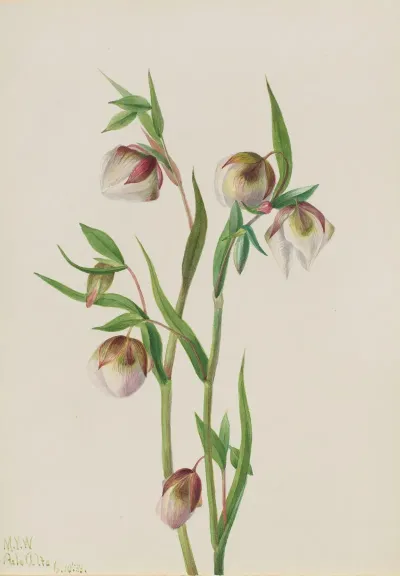 White Fairy Lantern Calochortus Albus