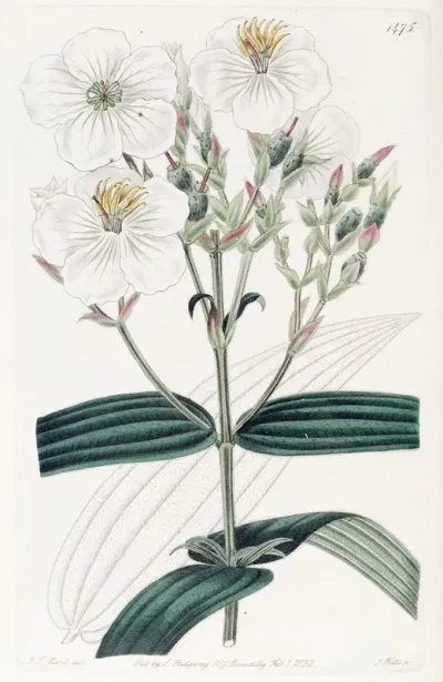 White Flowered Nipal Osbeckia