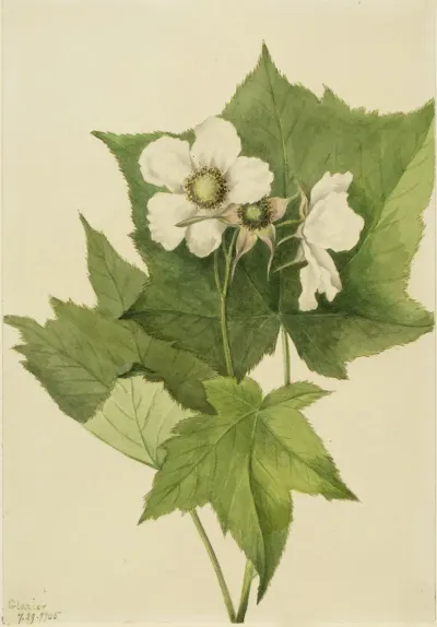 White Flowering Raspberry Rubus Parviflorus