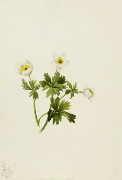 White Globeflower Trollius Albiflorus 2