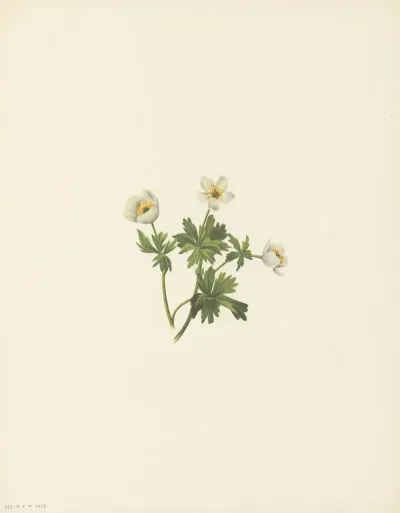 White Globeflower Trollius Albiflorus 3
