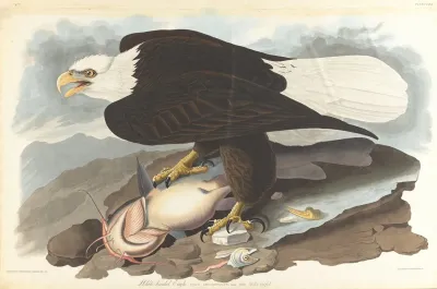 White Headed Eagle 2