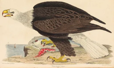 White Headed Eagle