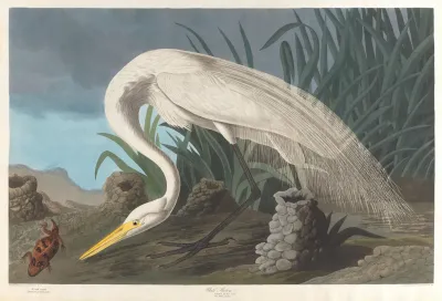 White Heron