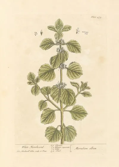 White Horehound