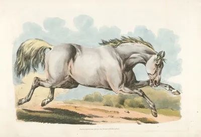 White Horse Running