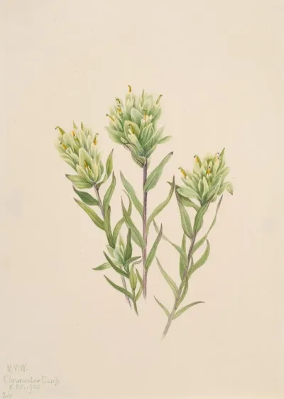 White Indian Paintbrush Castilleja Occidentalis