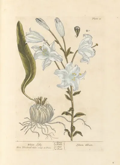 White Lilly