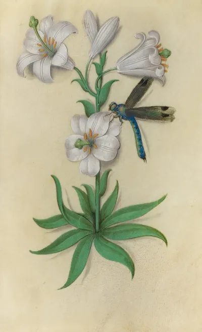 White Lily Lilium Candidum With A Dragonfly